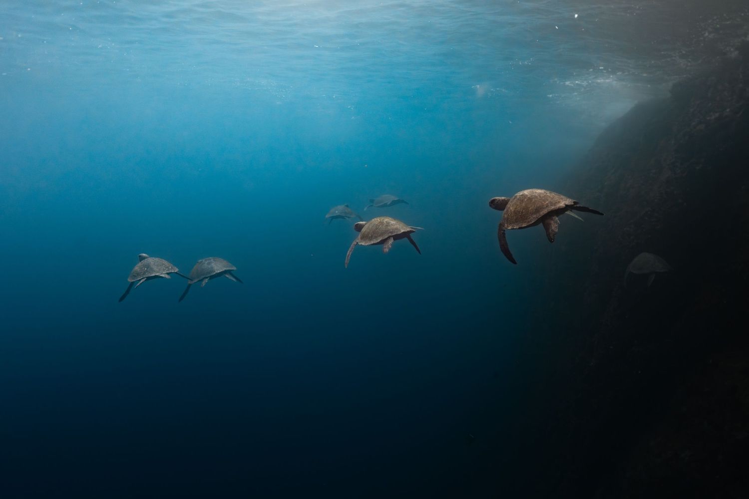 Four sea turtles swimming gracefully underwater in deep blue ocean near a rocky reef with sunlight filtering from above.