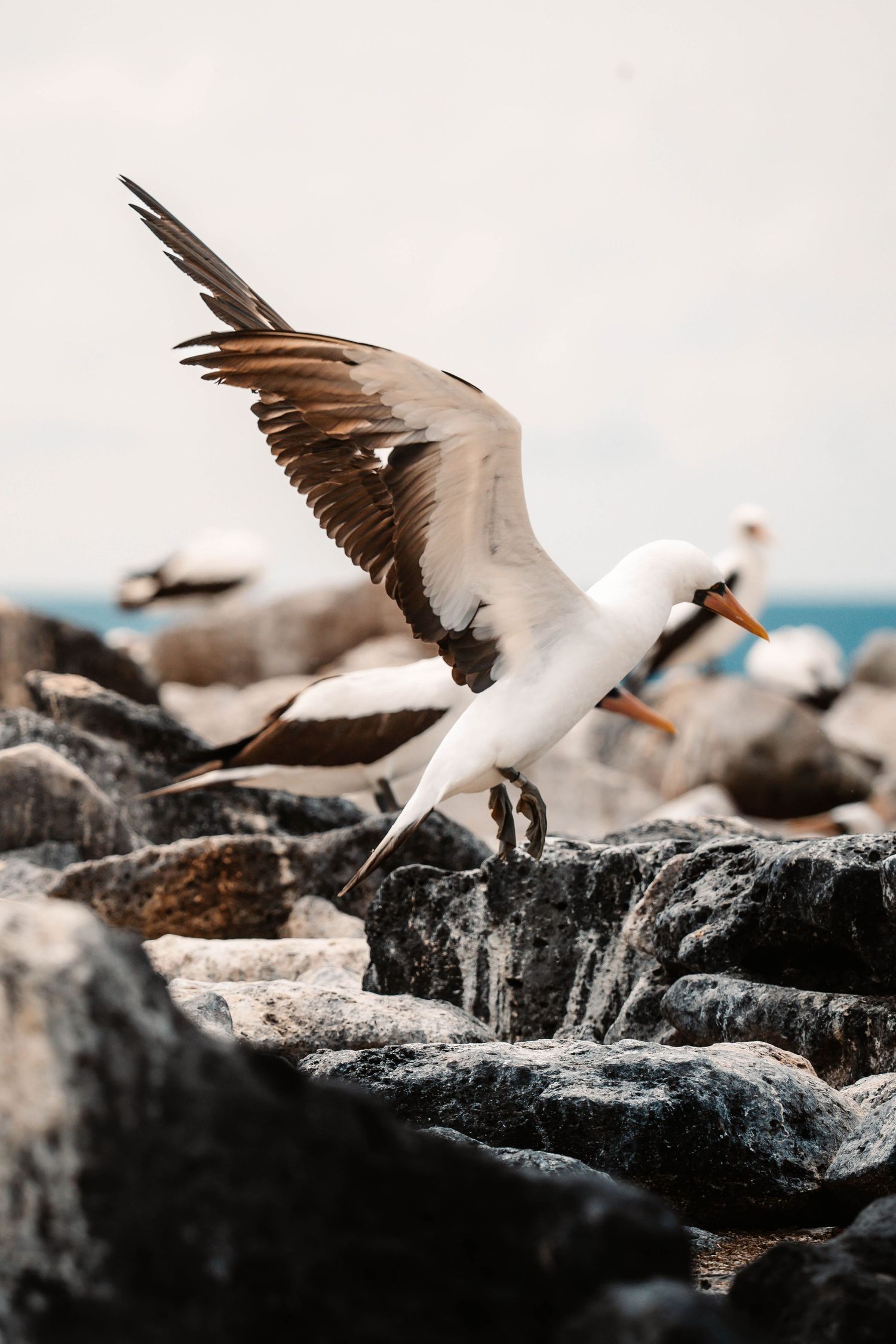 Seabird with spread wings landing on dark rocky coastal outcrop.