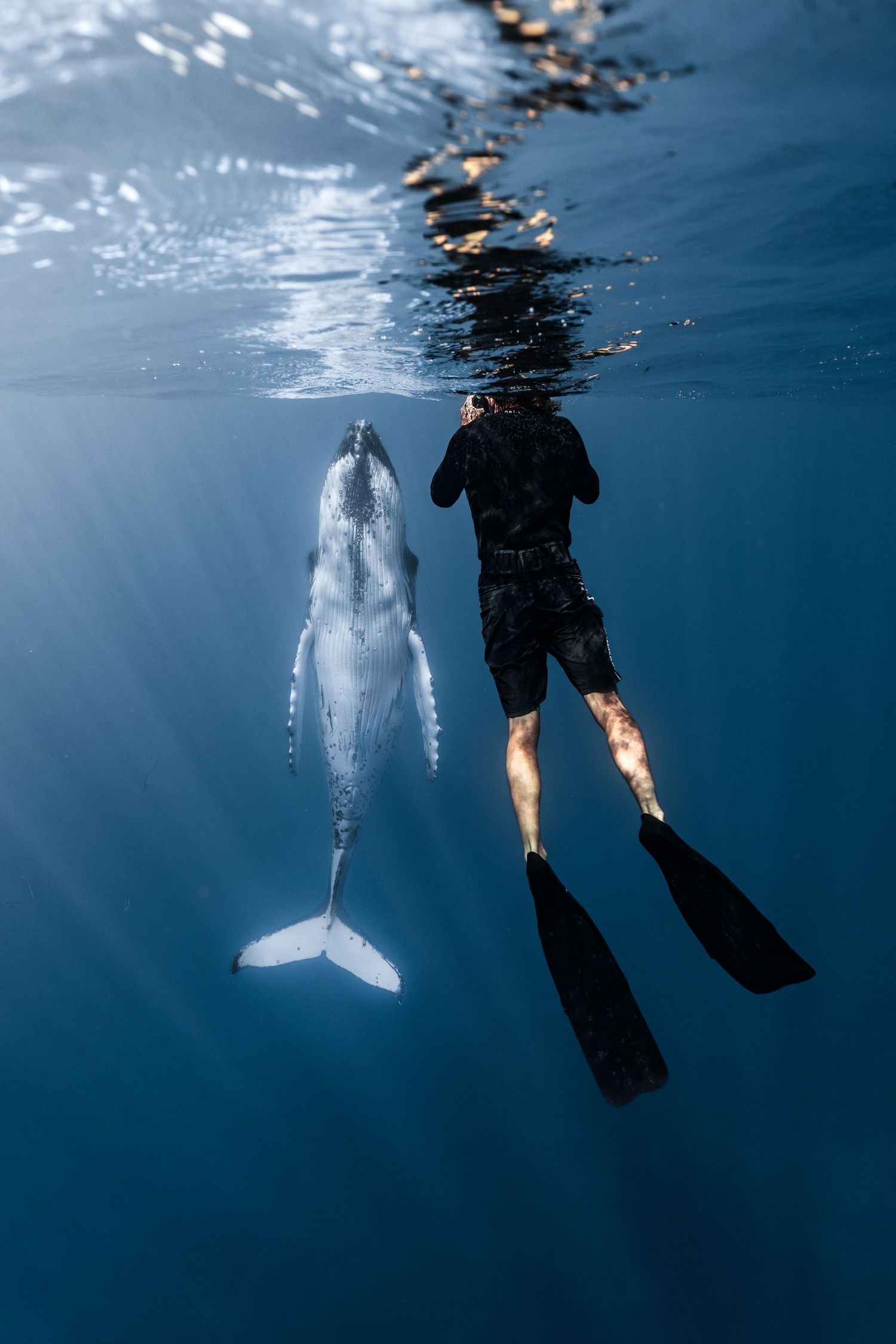 Underwater view of a freediver with fins swimming alongside a white beluga whale in clear blue ocean water.