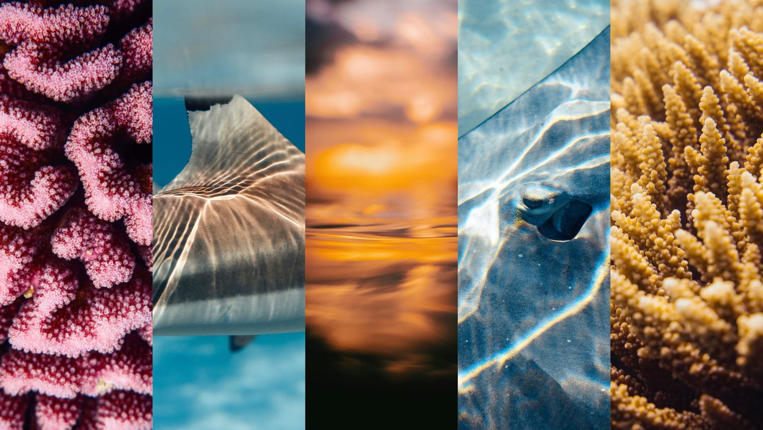 Collage of underwater marine life and ocean scenes at sunset.