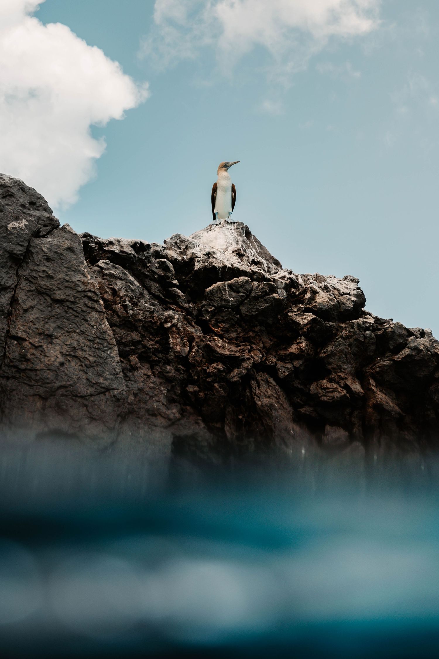 A seabird perches on a rocky cliff overlooking the ocean with a cloudy blue sky in the background.
