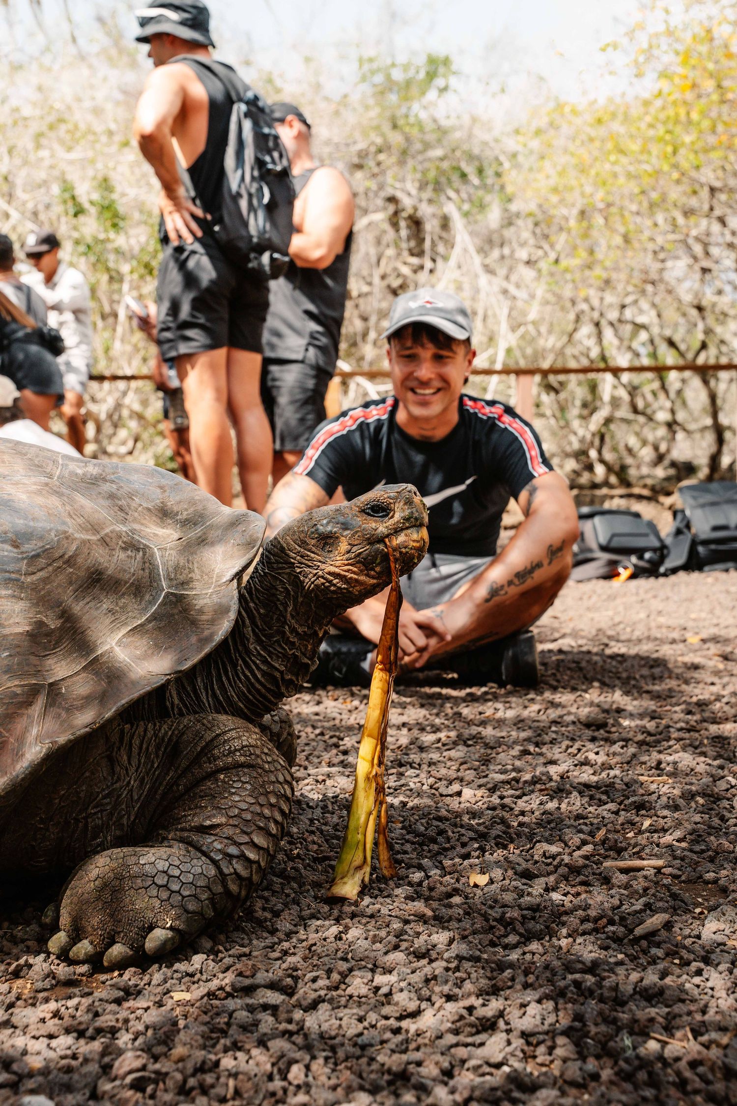 Giant tortoise being measured with a yellow ruler in natural habitat.