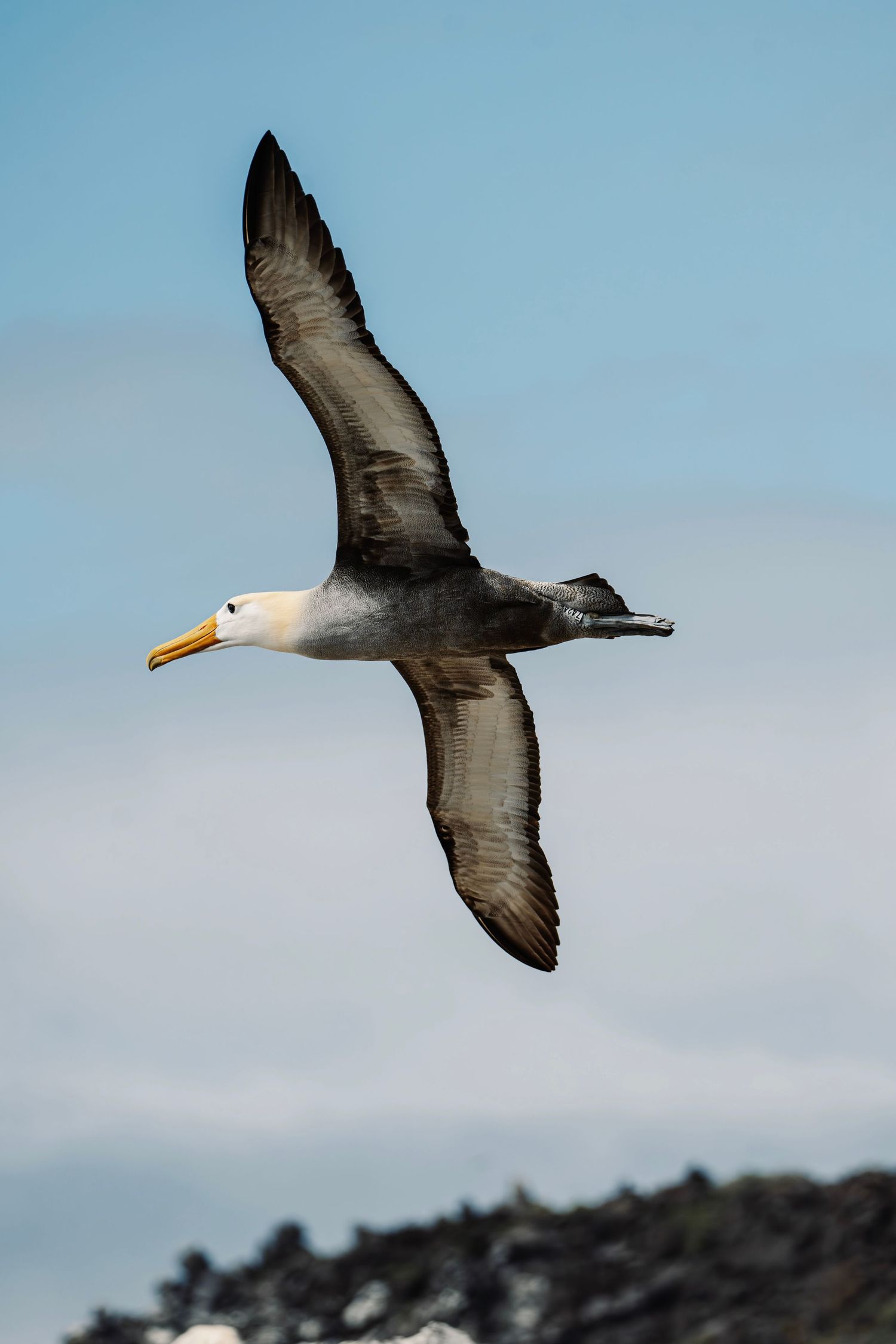 An albatross with grey and white plumage soars over coastal terrain.