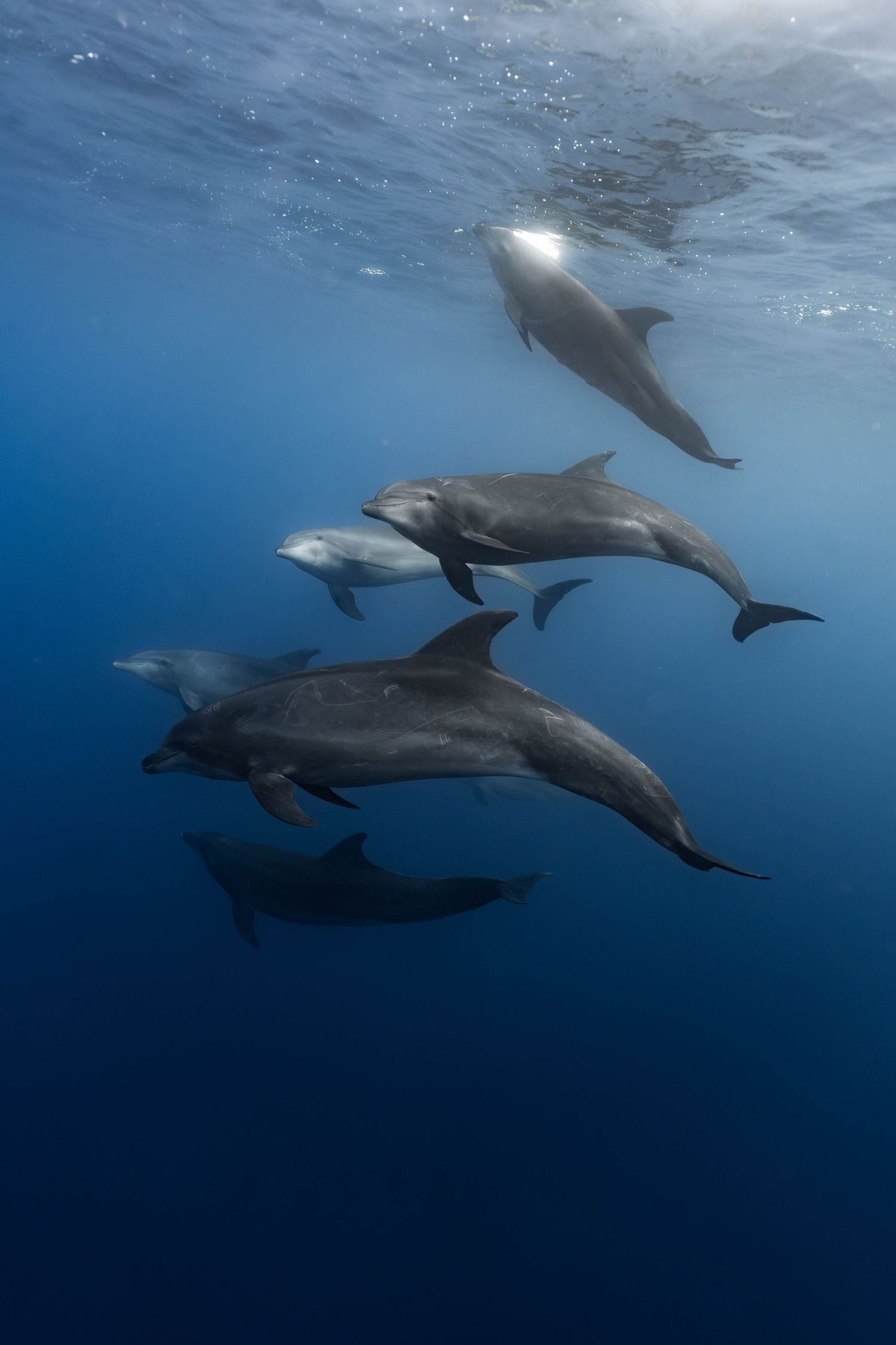 Pod of dolphins swimming together in deep blue ocean waters.