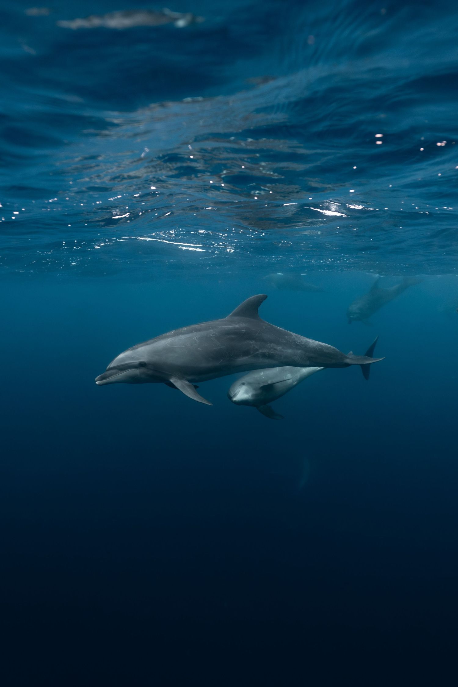 A sleek dolphin glides gracefully just below the ocean surface in clear deep blue water.