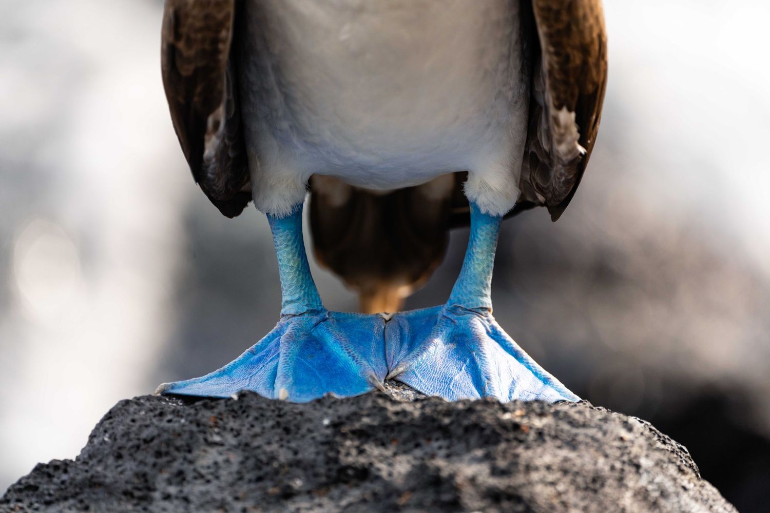 Close-up view of a blue-footed booby's bright turquoise webbed feet perched on dark volcanic rock.