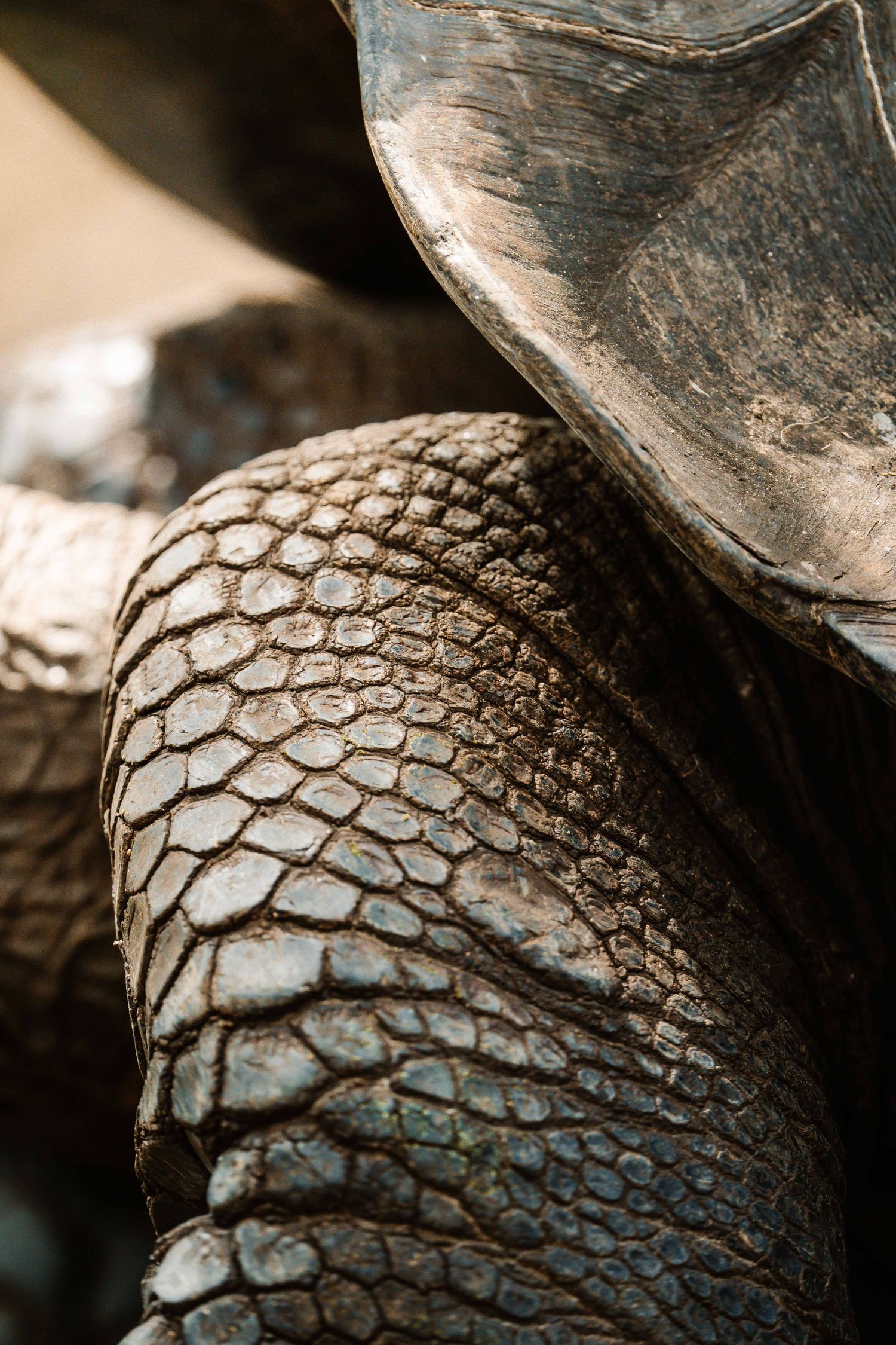 Close-up macro shot of a sea turtle's shell pattern showing detailed textured scales.
