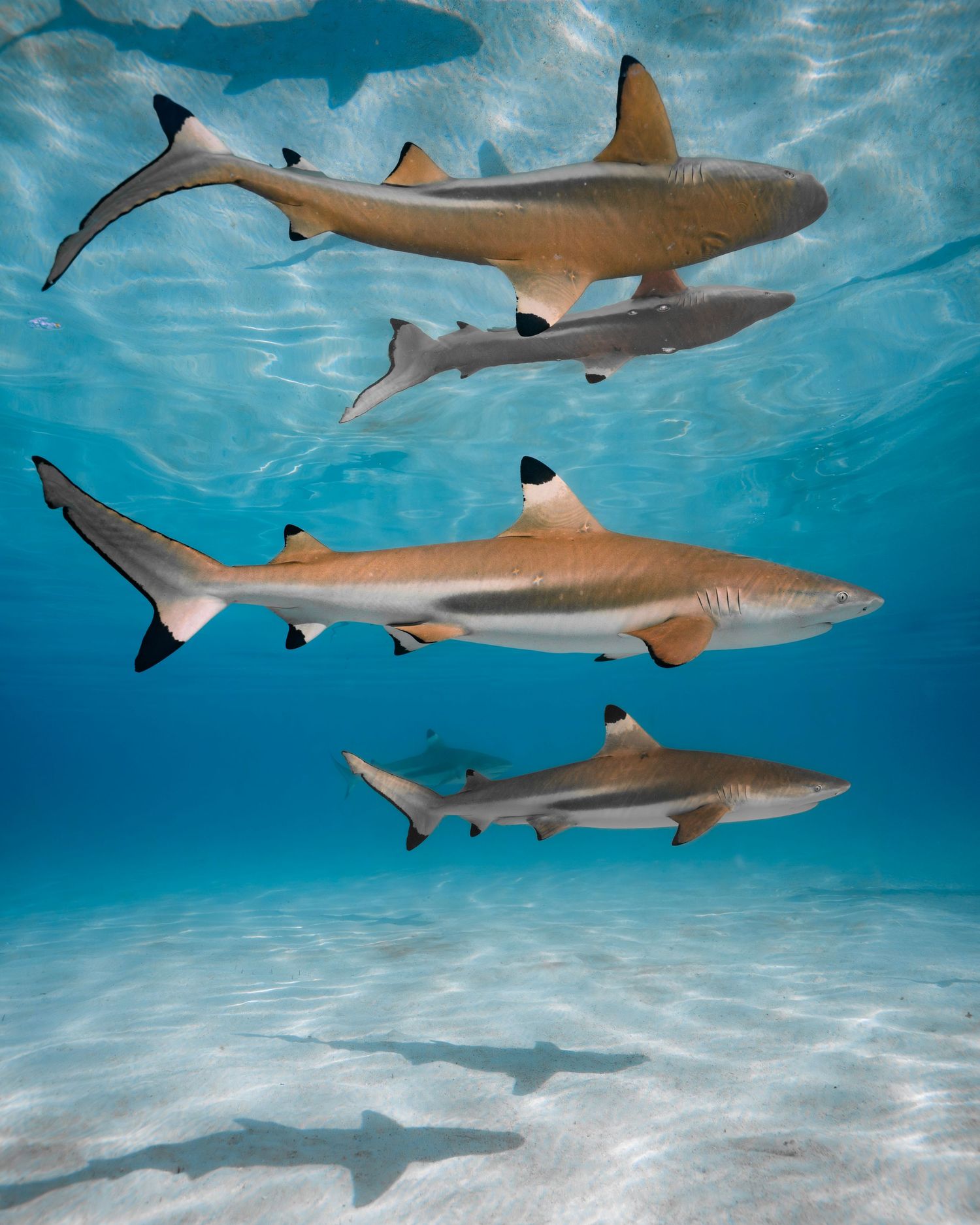 Blacktip reef sharks swim gracefully in crystal clear turquoise waters with their shadows visible on sandy bottom.