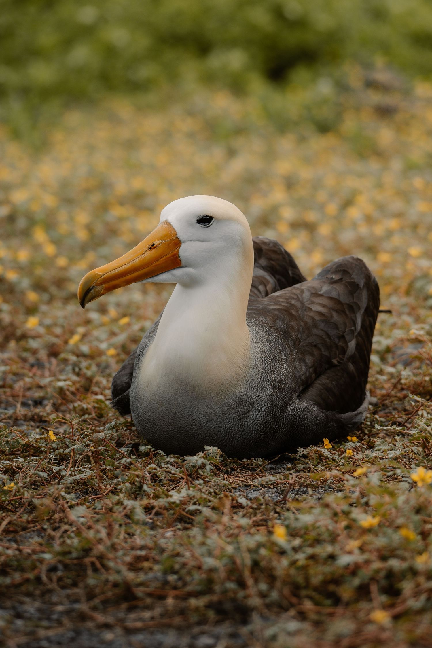 A Waved Albatross with white head and orange beak resting on ground cover in the Galapagos Islands.