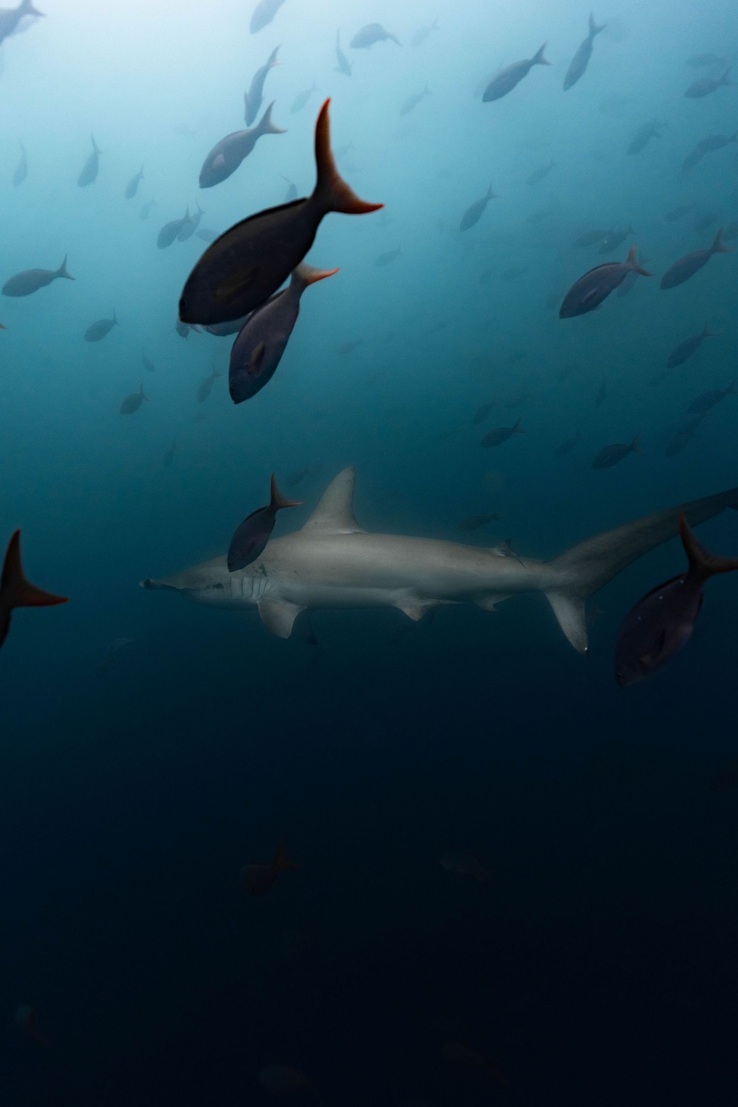 Shark swimming among schools of fish in deep blue ocean waters.