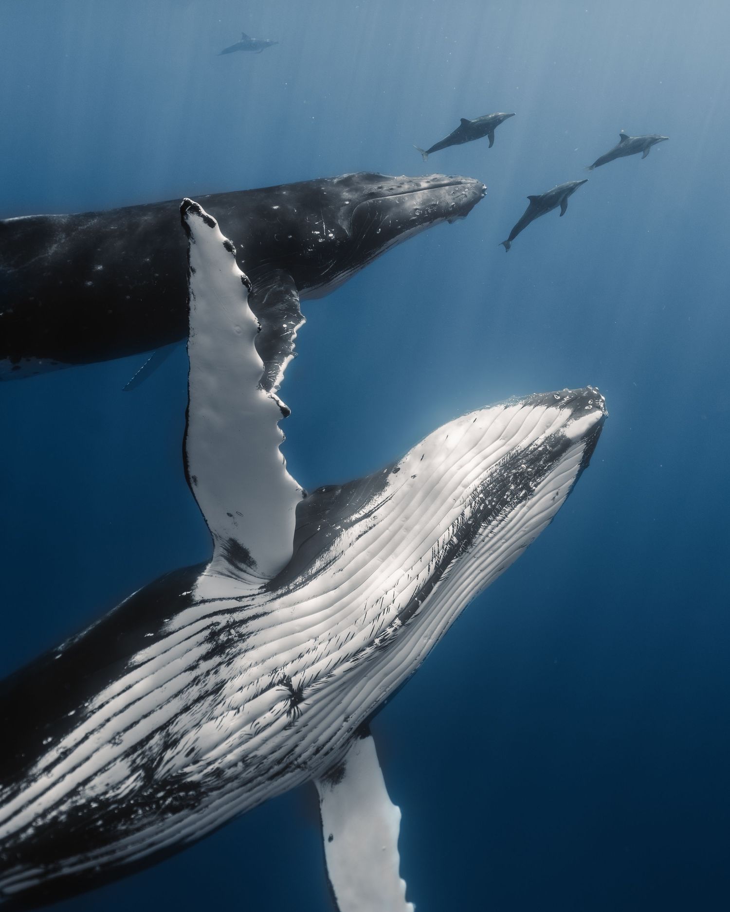 Underwater sequence showing graceful movements of a humpback whale in crystal clear blue water.