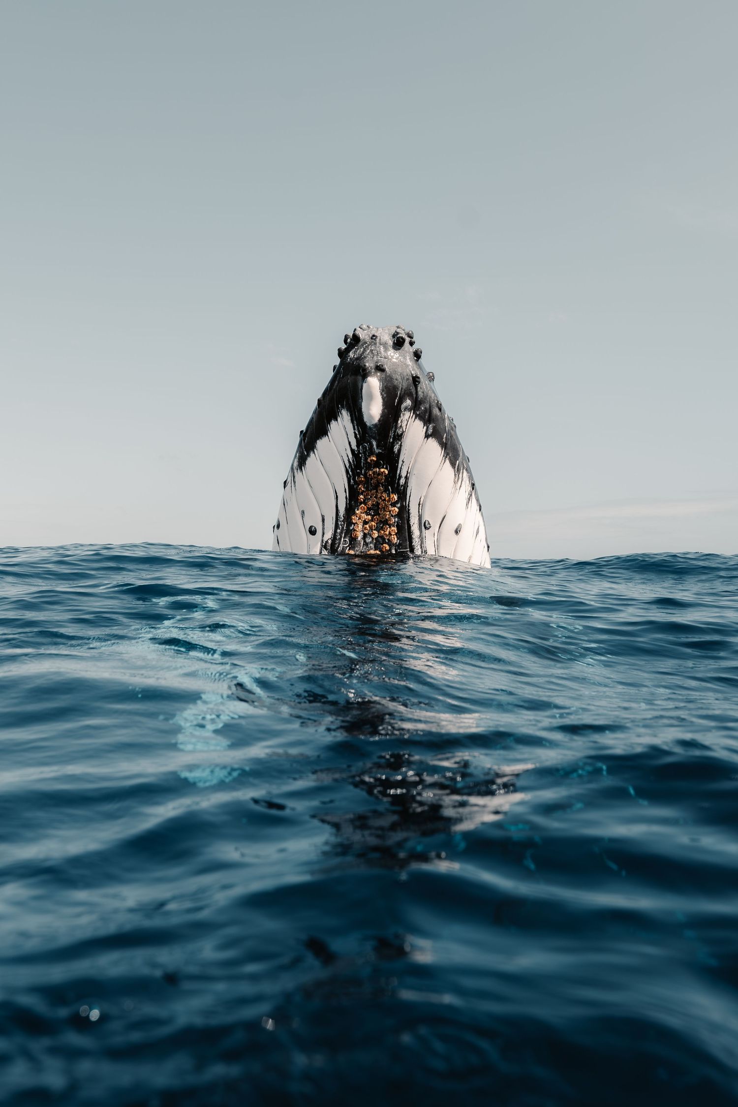 A humpback whale breaching the ocean surface with its mouth open, showing baleen plates against a clear sky.