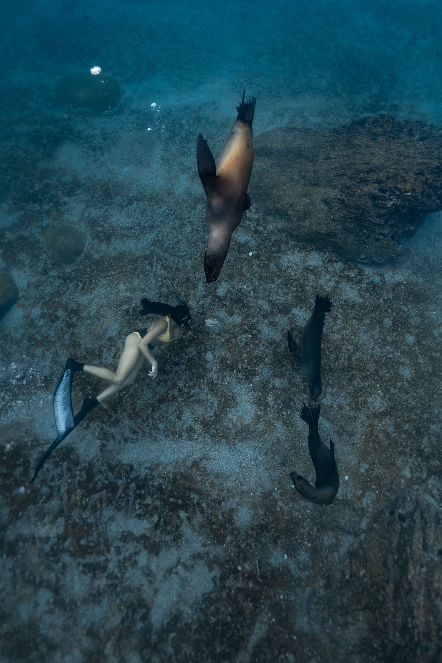 Underwater view of a freediver swimming alongside sea lions near rocky ocean floor.