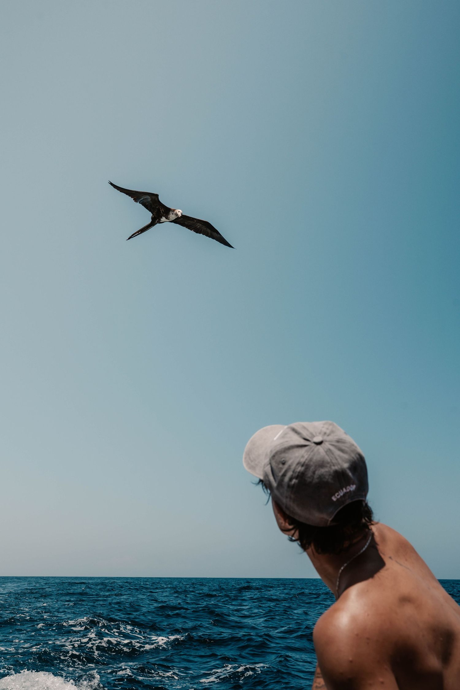 Birds soaring over ocean waters with boat visible in background.