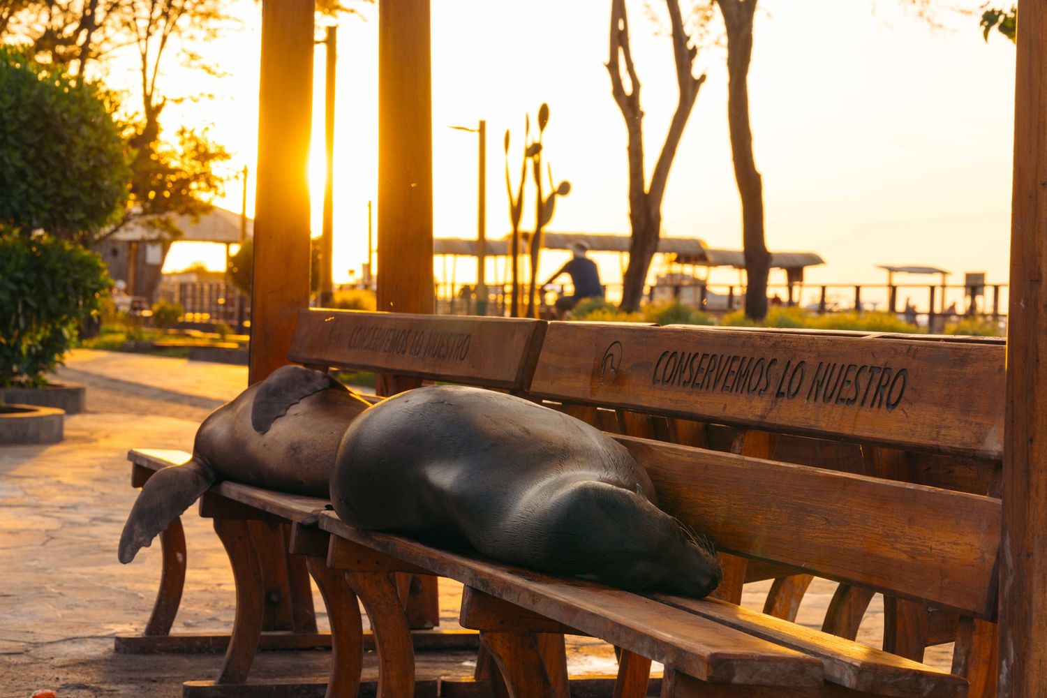 Wooden benches line a waterfront walkway during golden hour with silhouetted trees against an orange sky.