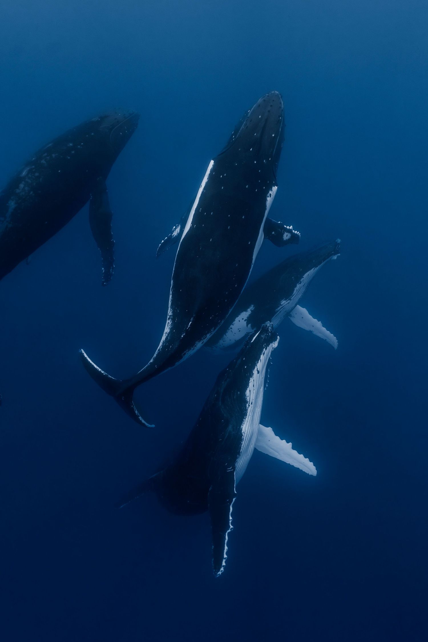 Sequence of majestic humpback whales swimming in formation through deep blue waters.