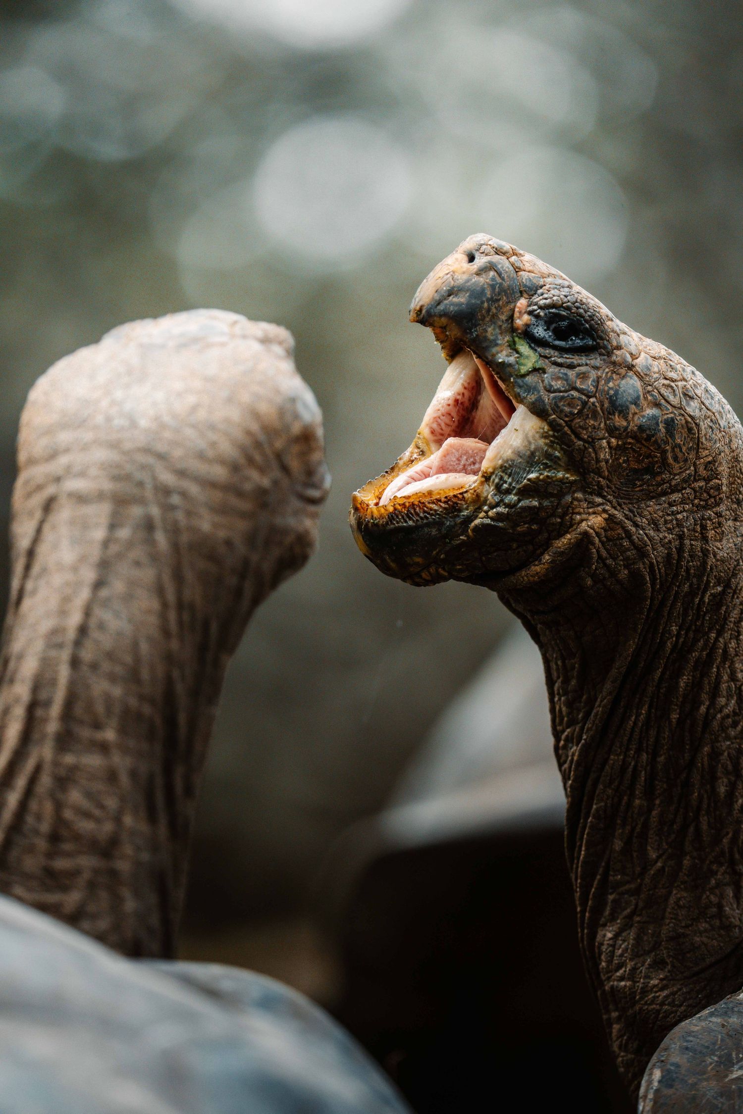 Close-up profile of two giant tortoises with open beaks facing each other.