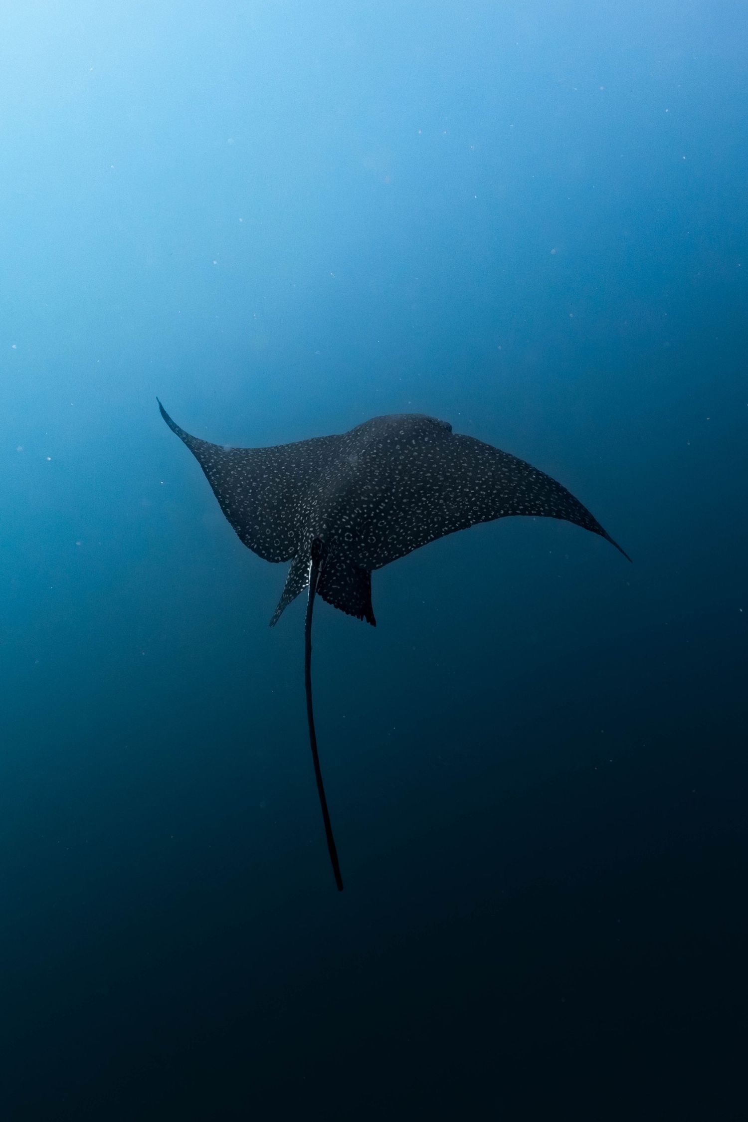A spotted eagle ray glides gracefully through deep blue ocean waters with its distinctive long tail trailing behind.