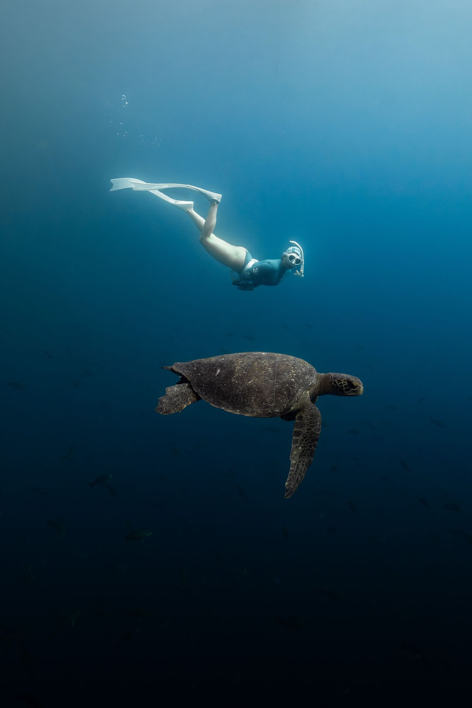 A freediver in fins swims alongside a large sea turtle in clear blue ocean water.