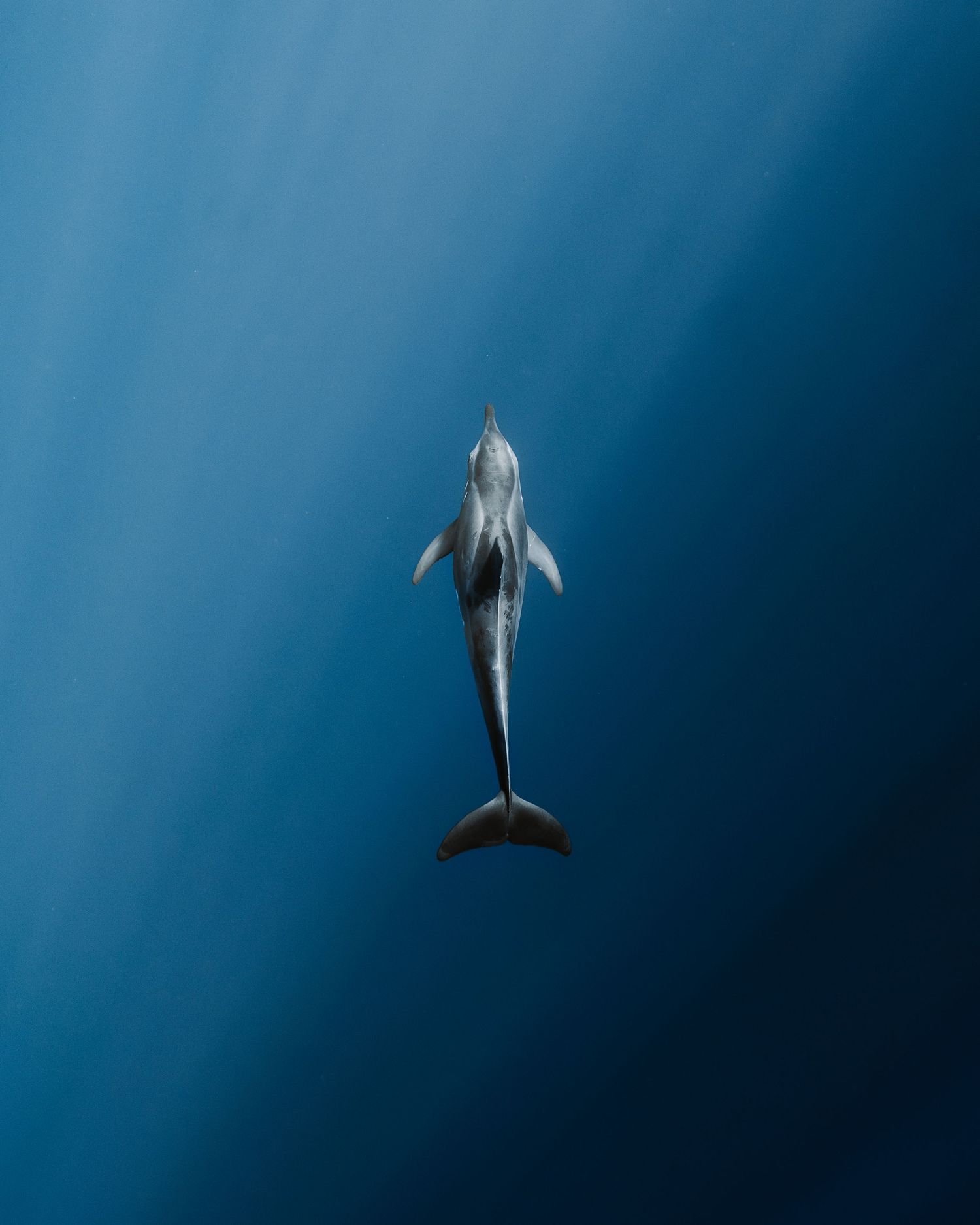 A majestic dolphin silhouette swimming in deep blue ocean waters.