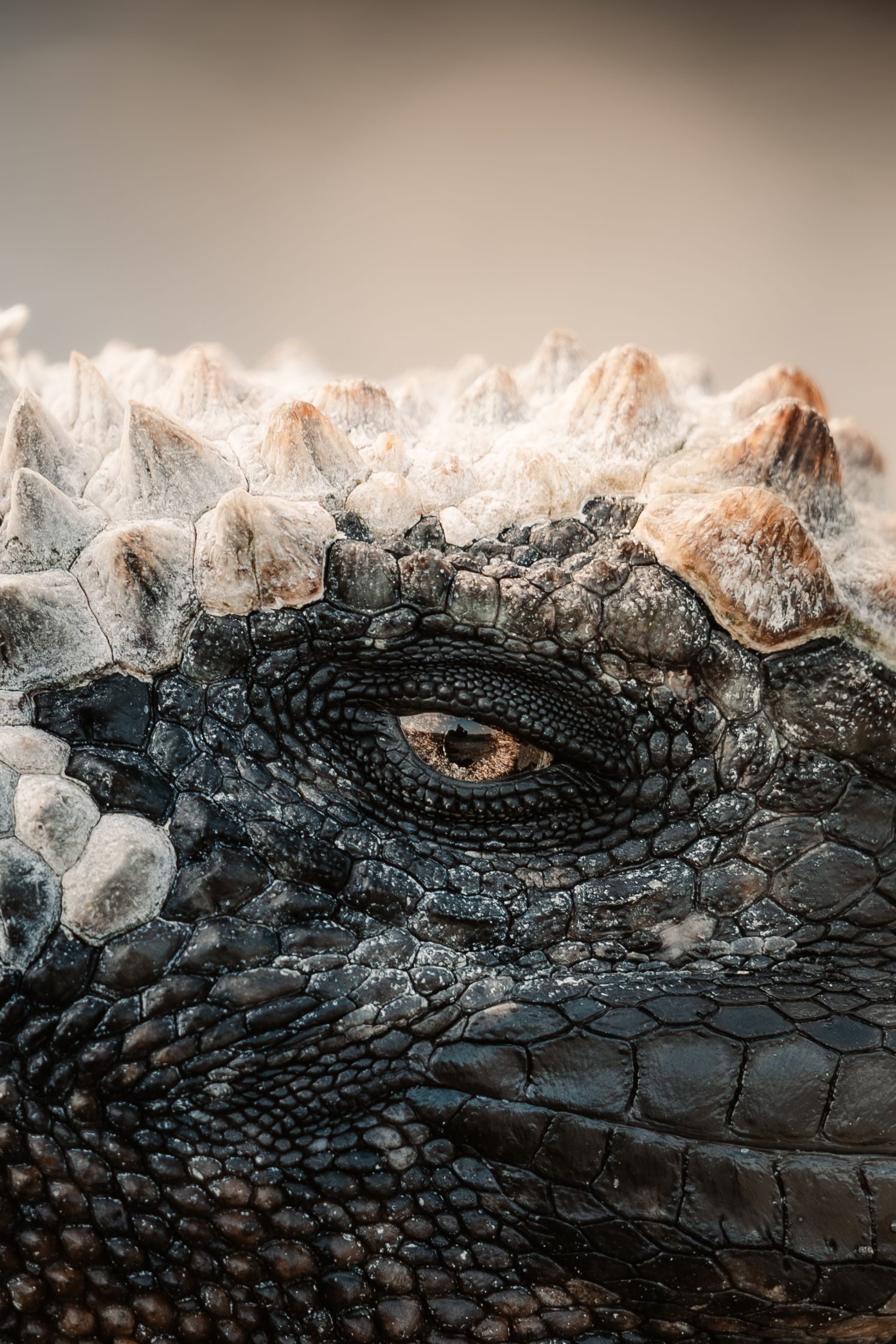 Extreme close-up of a marine iguana's scaly skin and eye in the Galapagos.