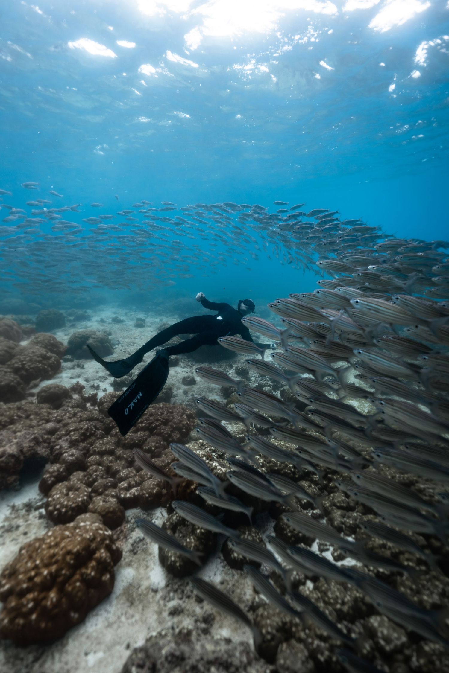 A scuba diver swims alongside a large school of fish over a coral reef in clear blue tropical ocean water.