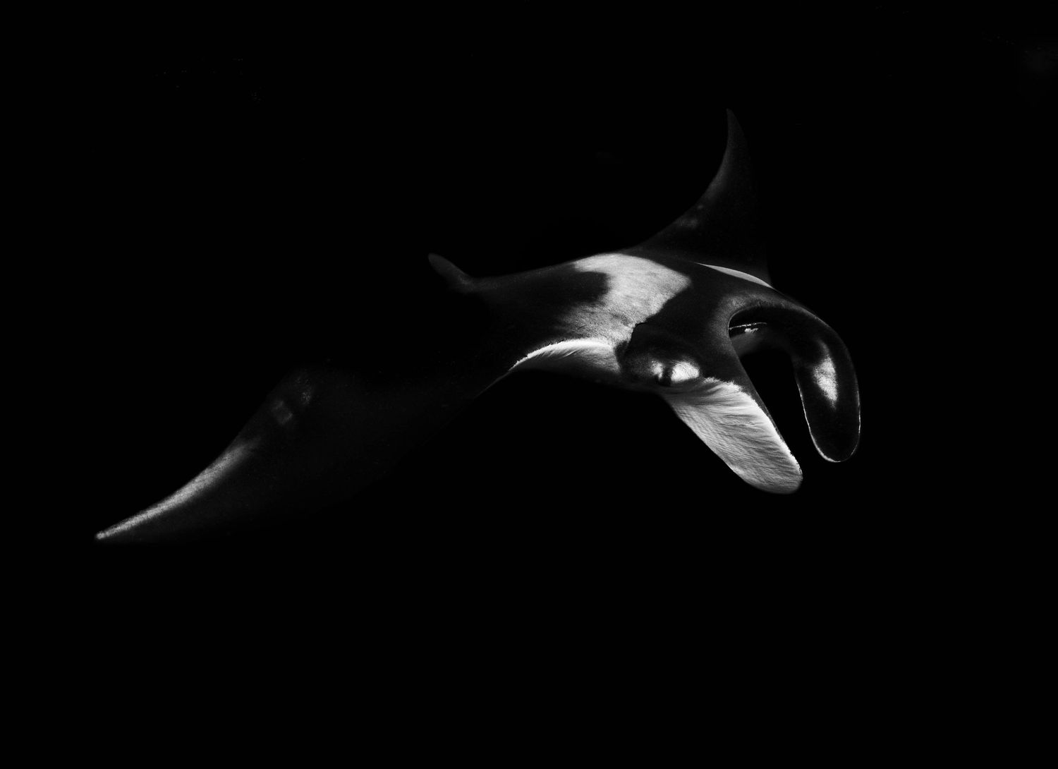 Black and white artistic photograph of a giant manta ray