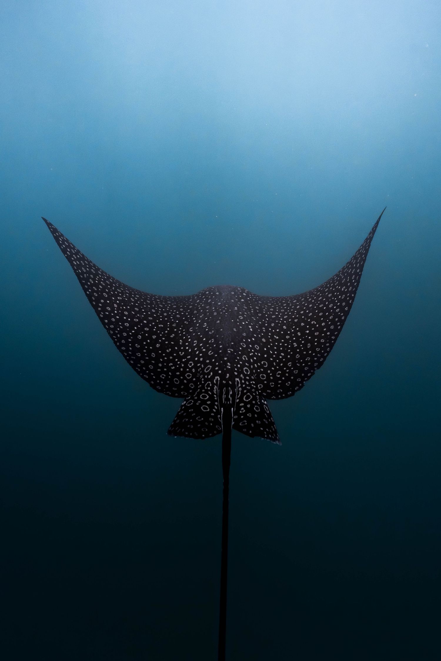 Silhouetted eagle ray glides through blue ocean waters against darkening sky.
