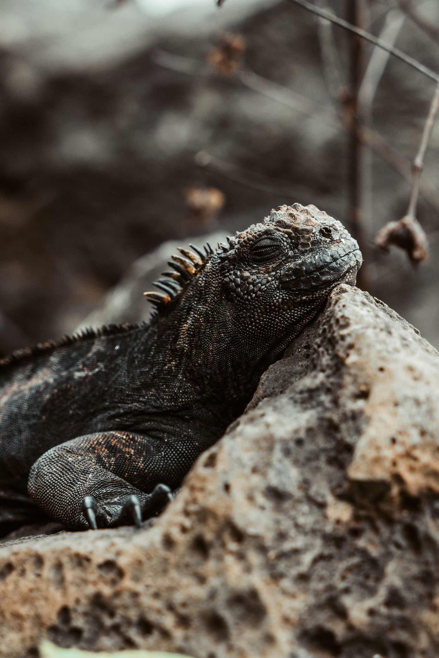 Close-up view of a marine iguana's scaly head and face against a textured rocky surface.