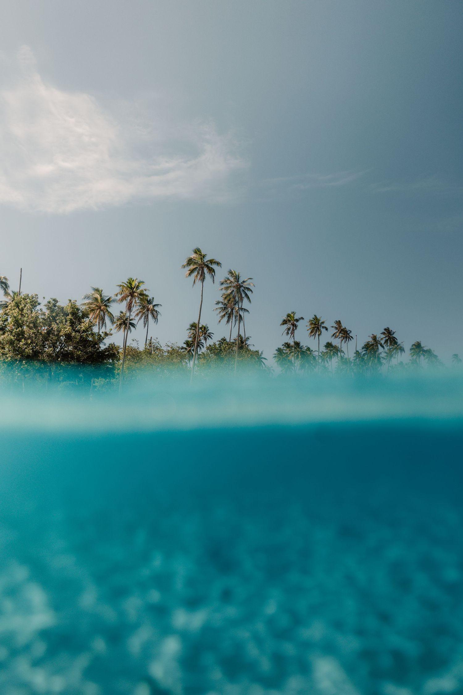 Split-shot photograph showing palm trees above and turquoise waters below the surface.