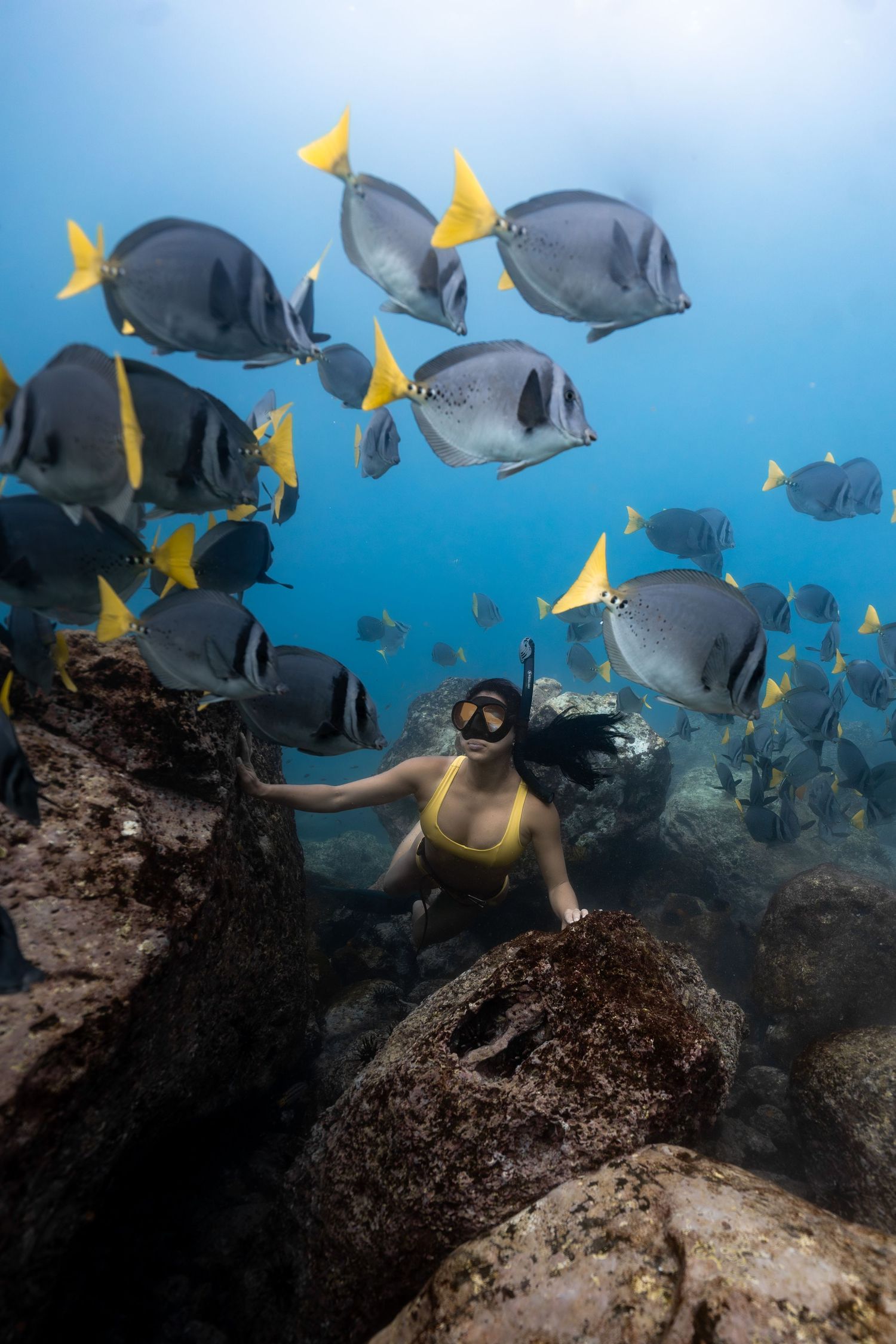 Snorkeler in yellow bikini swimming among a school of yellow and gray surgeonfish over a rocky reef in clear blue water.