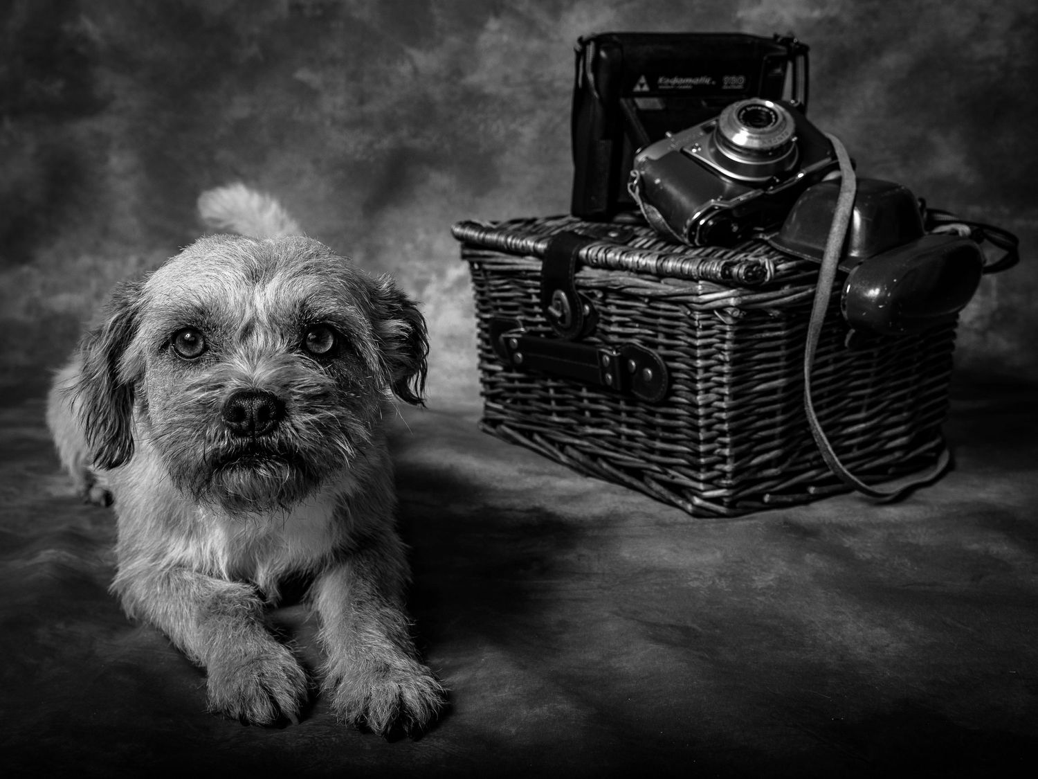 A scruffy terrier dog lies next to a vintage camera and wicker basket in dramatic black and white lighting.