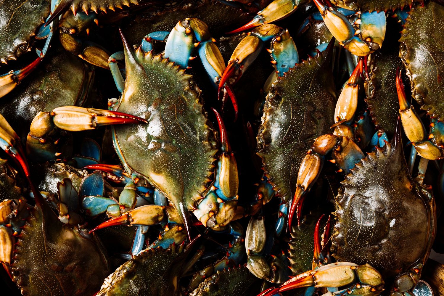 Fresh blue crabs arranged in a cluster showing their vibrant orange claws against a dark background.
