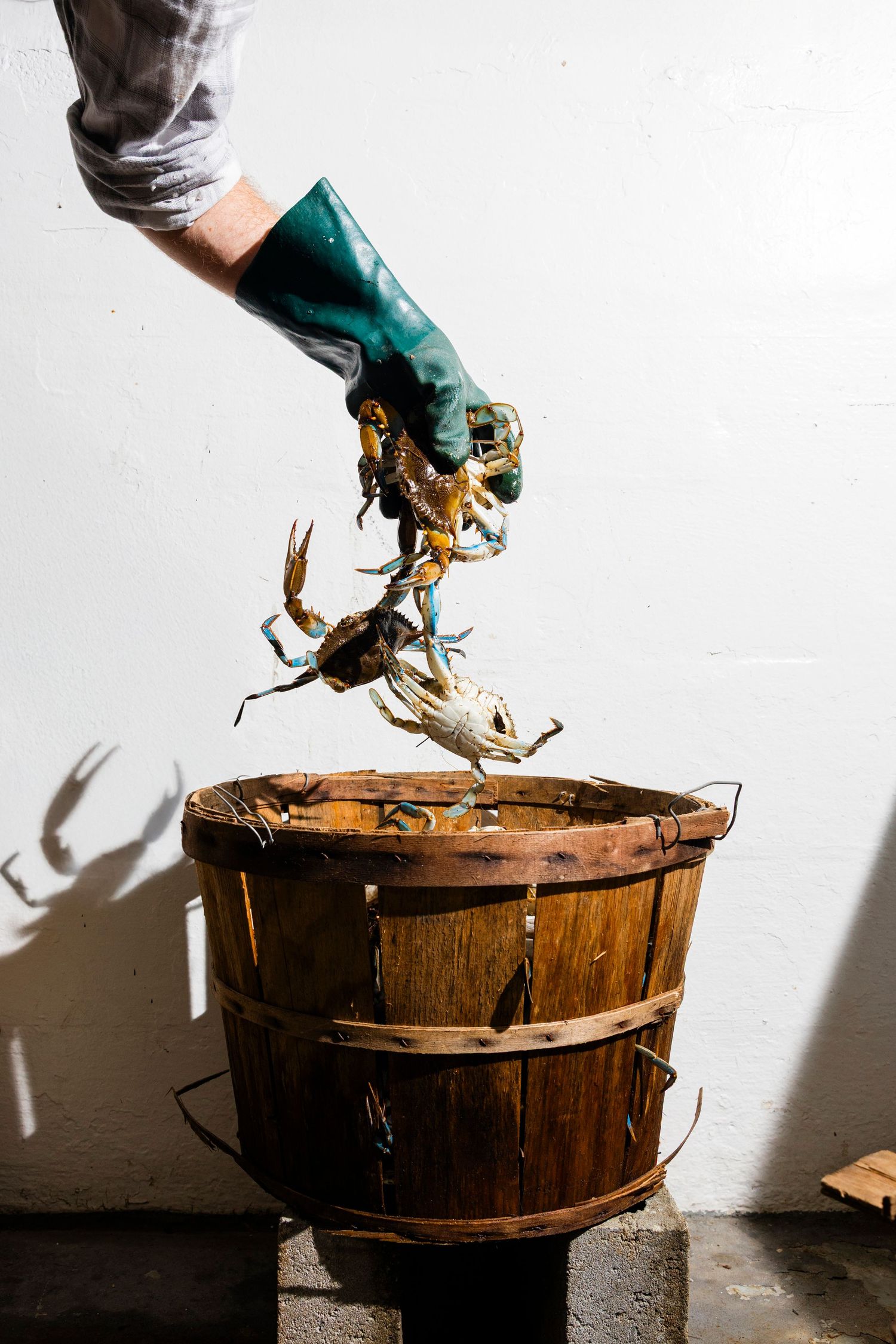 Live crawfish being dropped into wooden barrels as they are sorted and prepared for cooking.