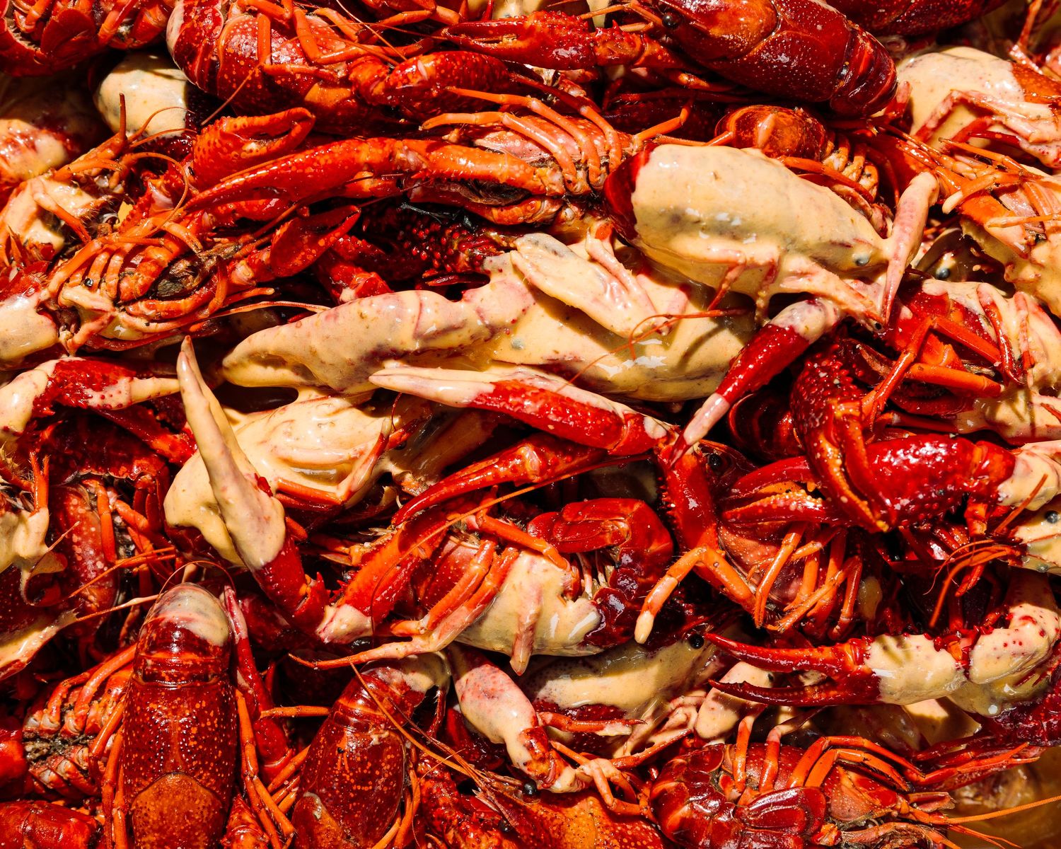 Fresh cooked red lobsters and shellfish piled together.