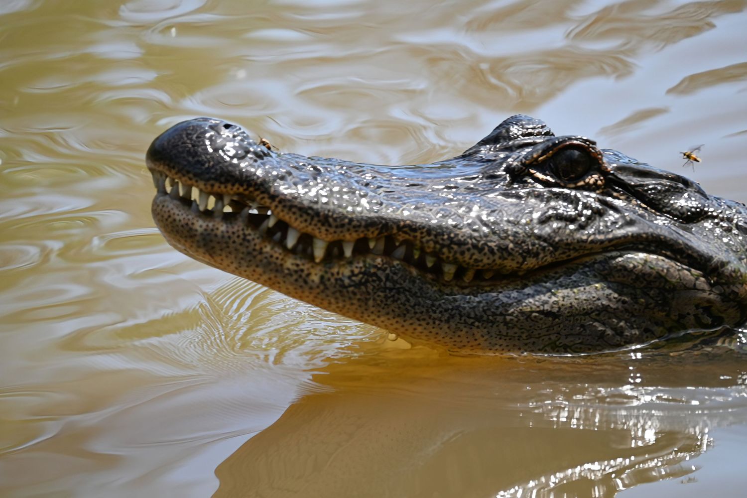 Alligator in Louisina