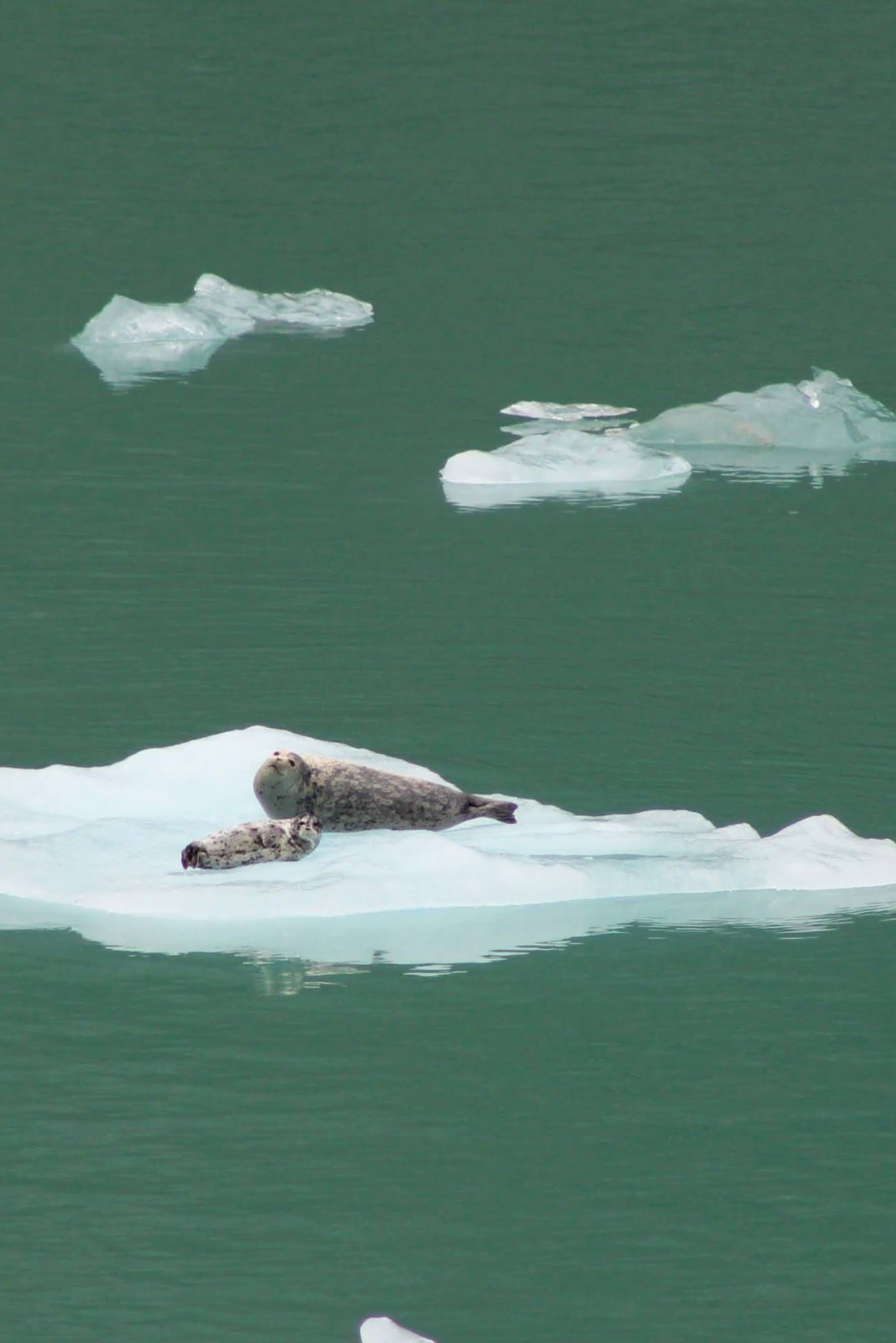 Seals on ice floe in Alaska