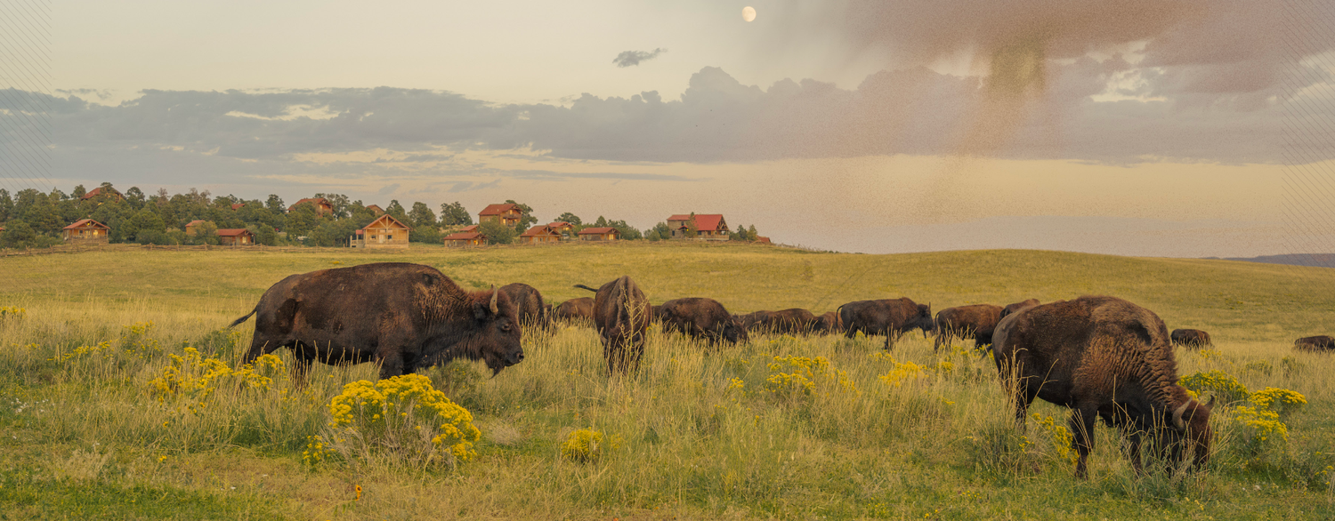 A herd of bison grazing on golden grasslands under a dramatic stormy sky with a rainbow in the background.