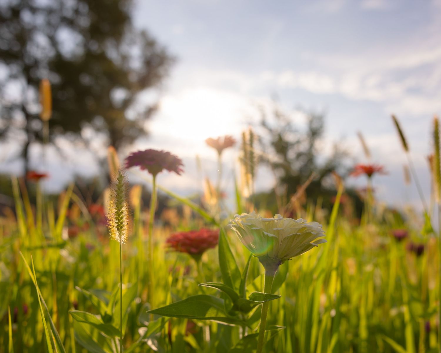 Wildflower meadow at golden hour with pink zinnia blooms, green grass, and soft sunlight glowing through a partly cloudy sky.