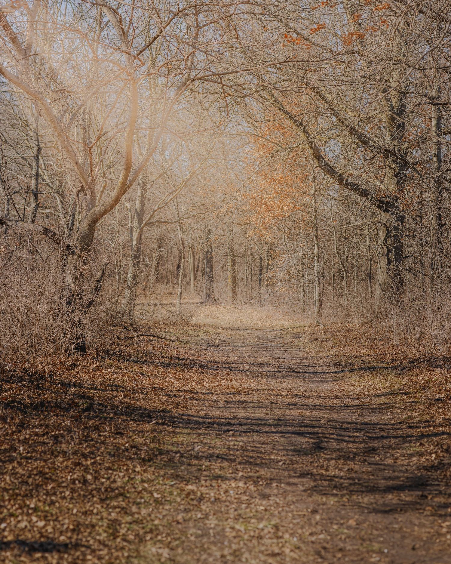 A serene autumn forest path covered in fallen leaves with bare trees creating a natural tunnel effect in warm sepia tones.