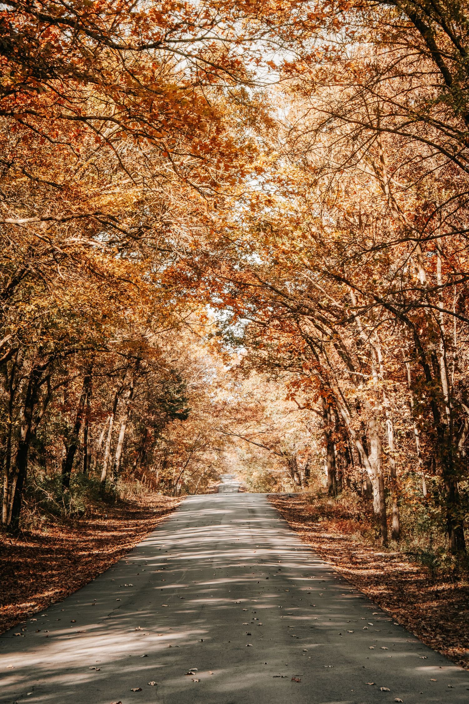 A scenic autumn road lined with golden-leaved trees creating a natural tunnel effect on a peaceful country lane.
