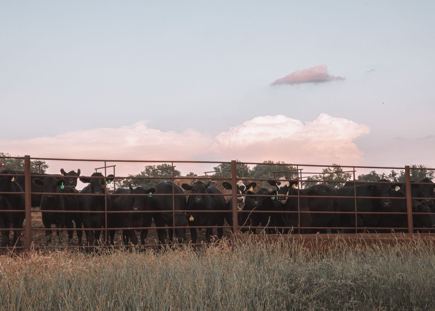 Black cattle stand behind a rustic metal fence on a farm at dusk with dramatic clouds in the evening sky.