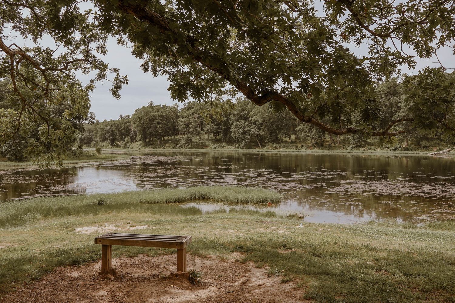 A panoramic nature view shows a rustic wooden bench overlooking a serene lake surrounded by lush trees and greenery.