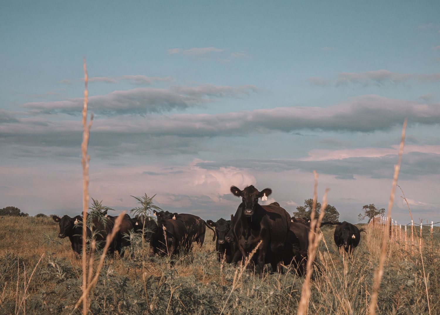 Black cattle grazing in a grassy field at dusk under a blue sky with soft pink clouds.