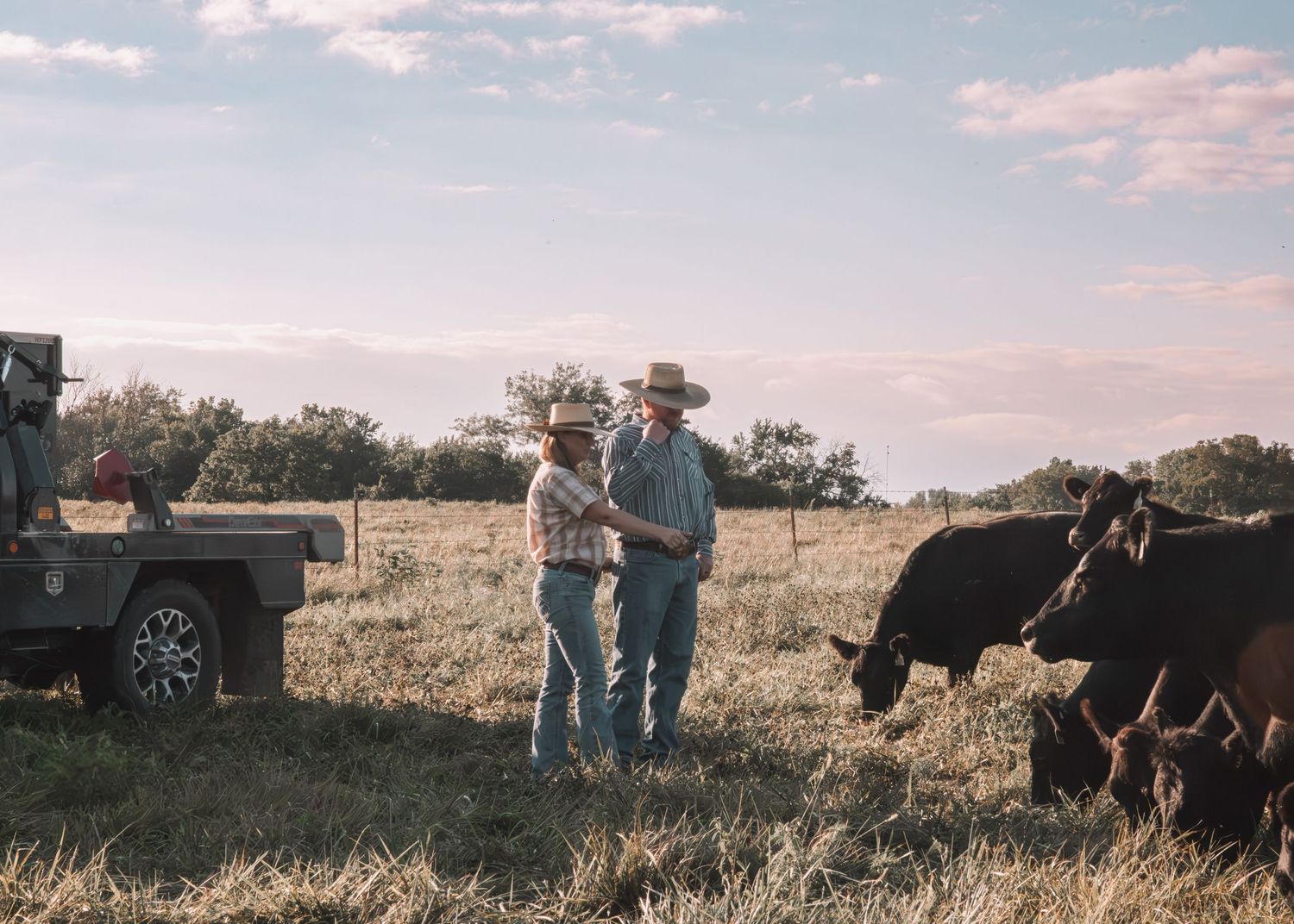 Two ranchers in cowboy hats stand beside a truck in a field with grazing black cattle at golden hour.