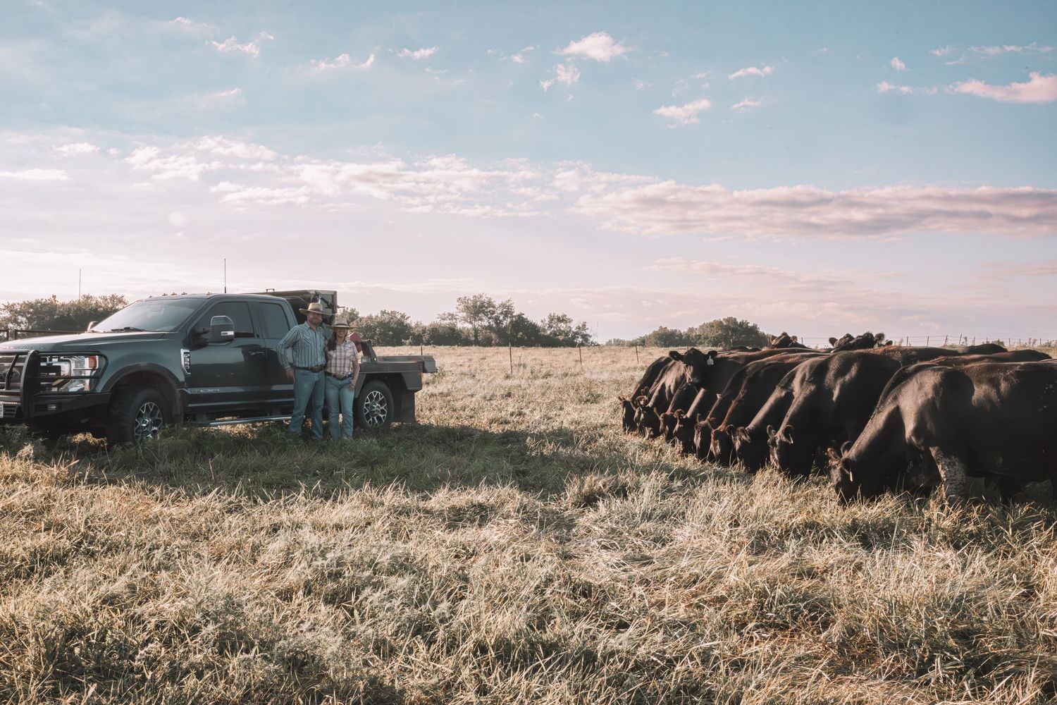 Two farmers stand beside a green pickup truck in a field while a herd of black cattle graze nearby under a cloudy sky.