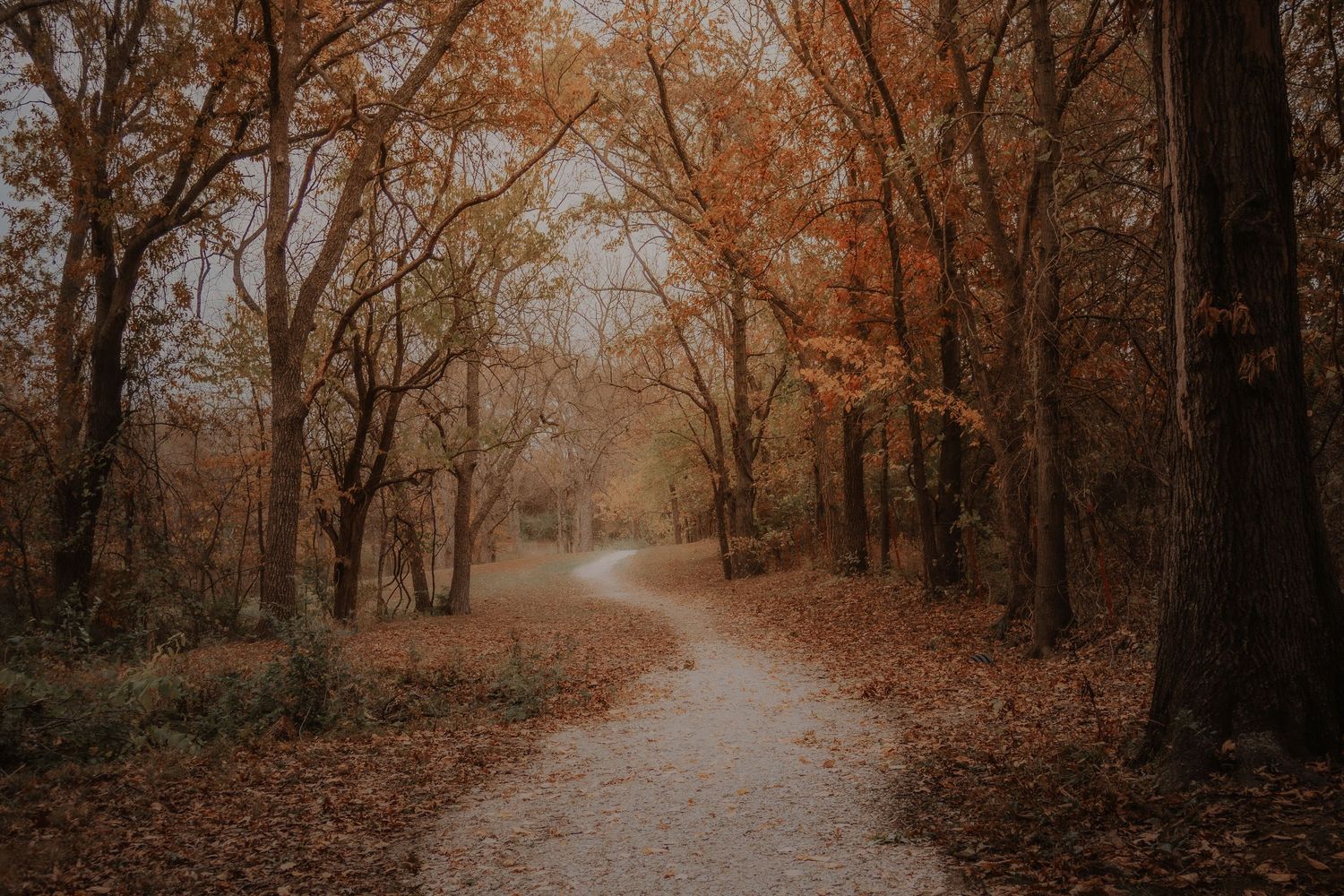 A winding dirt path through autumn woods with orange and brown fallen leaves covering the forest floor.