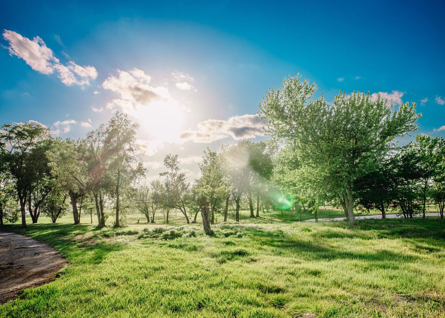 Sunlit green meadow with lush trees under a bright blue sky with white clouds on a sunny day.