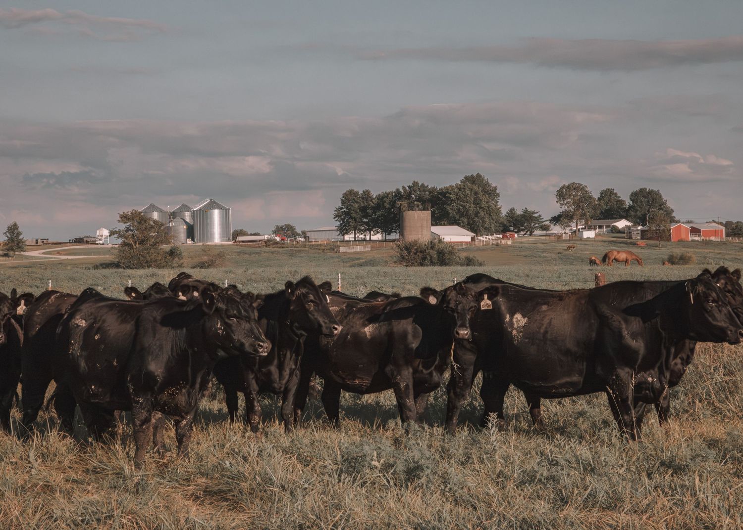 Herd of black Angus cattle grazing on a dry prairie field with a farm and grain silos in the background.
