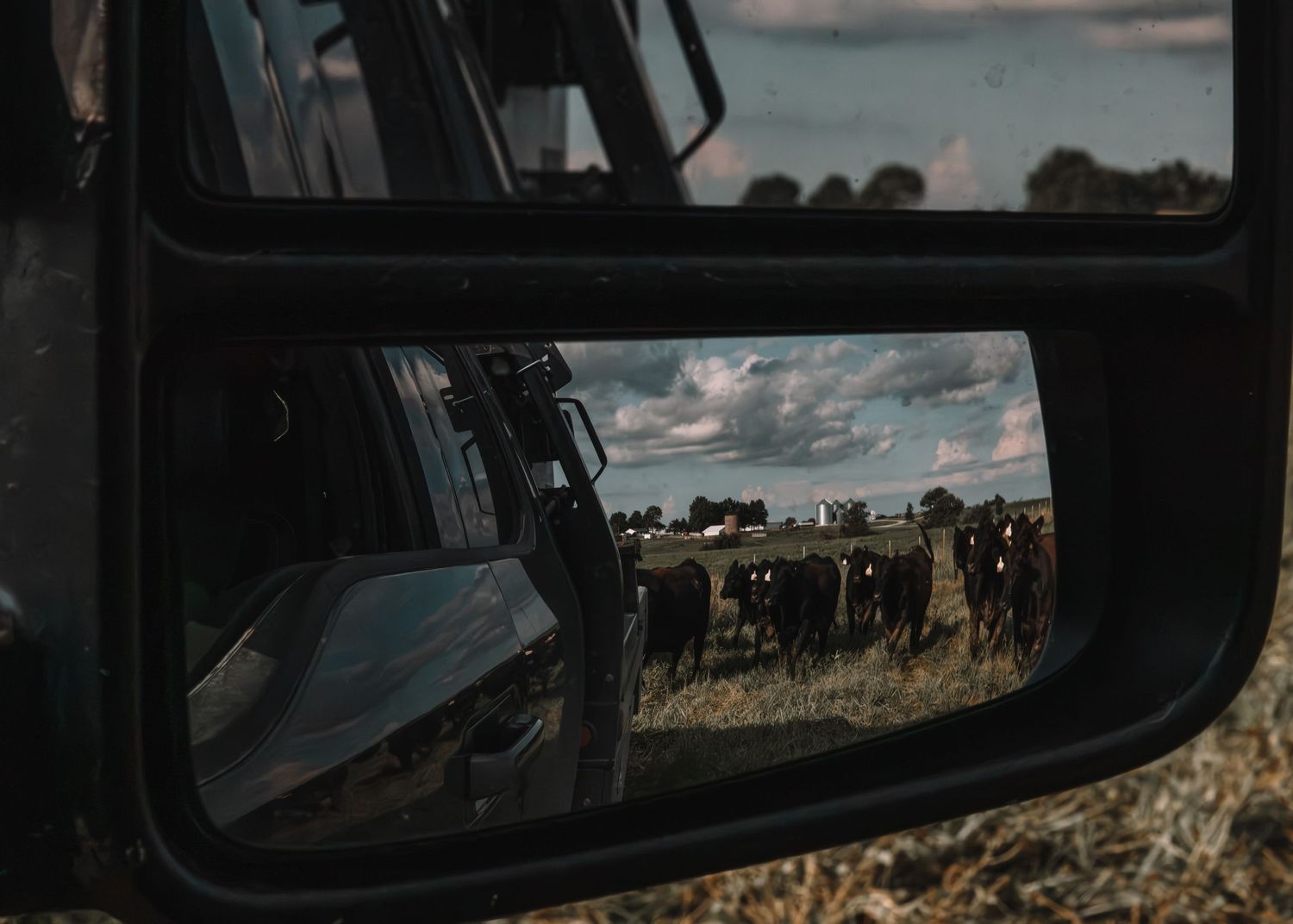 A herd of cattle reflected in a vehicle side mirror on a rural farm under a cloudy sky.